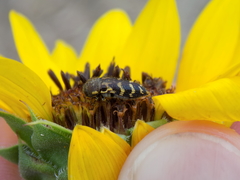 Acmaeodera mixta