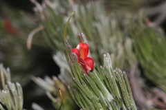 Adenanthos sericeus