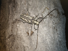 Batocera