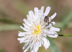 Acmaeodera hepburnii