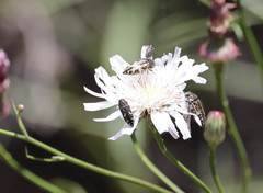 Acmaeodera hepburnii