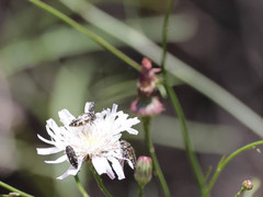 Acmaeodera hepburnii