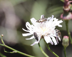 Acmaeodera hepburnii