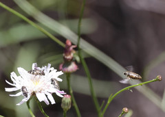 Acmaeodera hepburnii