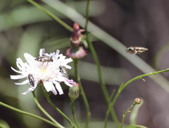 Acmaeodera hepburnii