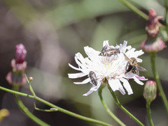 Acmaeodera hepburnii