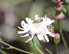 Acmaeodera hepburnii