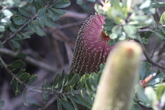 Banksia praemorsa