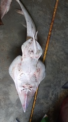 Glaucostegus younholeei