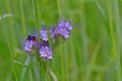 Phacelia tanacetifolia