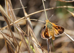 Ochlodes agricola