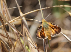 Ochlodes agricola