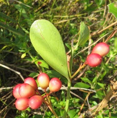 Gymnosporia markwardii