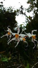 Oncidium cirrhosum