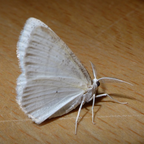 Pilkajuostis Balsvasprindis nuotrauka