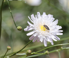 Acmaeodera hepburnii
