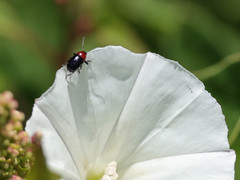 Cryptocephalus sanguinicollis
