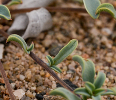 Chaetanthera glabrata