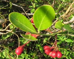 Gymnosporia markwardii