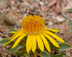 Chaetanthera glabrata