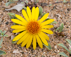 Chaetanthera glabrata