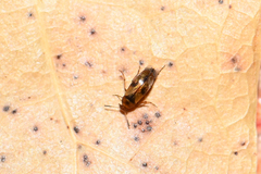 Anaspis maculata