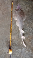 Glaucostegus younholeei