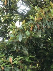 Magnolia grandiflora
