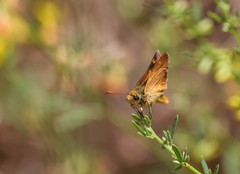 Ochlodes agricola