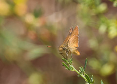 Ochlodes agricola