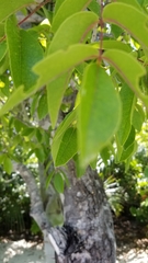 Zanthoxylum flavum