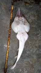 Glaucostegus younholeei