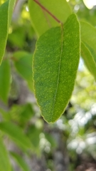 Zanthoxylum flavum