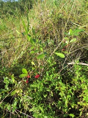 Gymnosporia markwardii