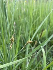 Carex panicea