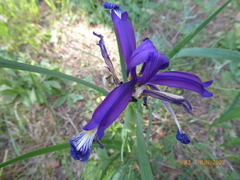 Iris reichenbachiana
