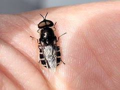 Odontomyia interrupta