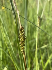 Carex hostiana