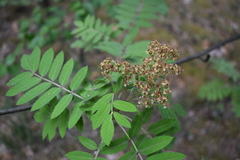 Sorbus sibirica