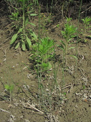 Equisetum ramosissimum