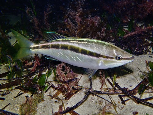 Western Butterfish