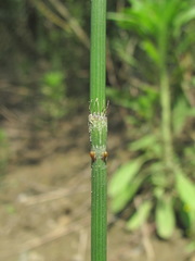 Equisetum ramosissimum
