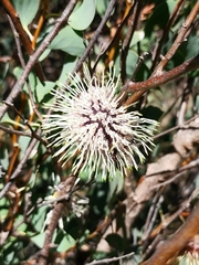 Hakea petiolaris