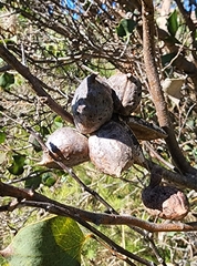 Hakea petiolaris