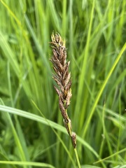 Carex disticha
