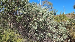 Hakea petiolaris