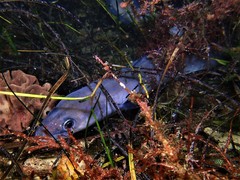 Conger wilsoni