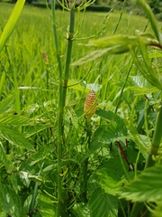 Equisetum fluviatile
