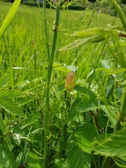 Equisetum fluviatile