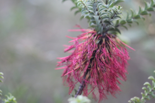 Image of Melaleuca transversa by (c) Hugo Innes, some rights reserved (CC BY)